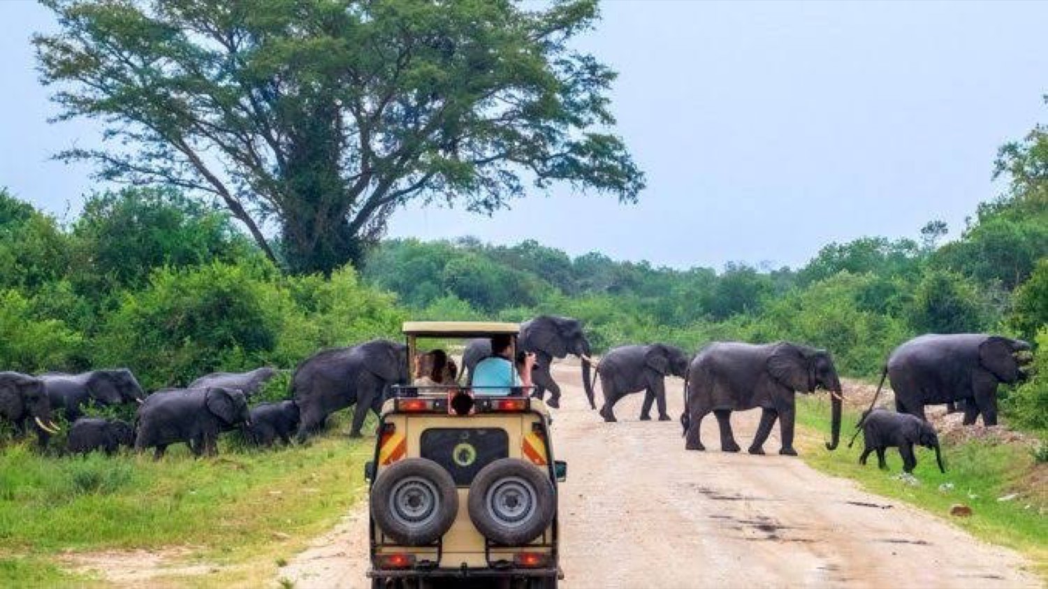 A wildlife scene in Uganda